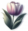 Tulipan 03
