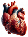 Corazon Humano03