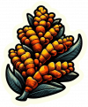 Especie Curcuma (1)