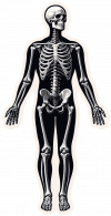 Esqueleto Humano02