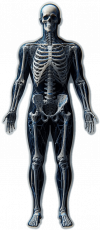 Esquelo Humano03
