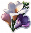 Flores De Freesia (1)