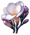 Flores De Freesia (2)