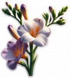 Flores De Freesia (3)