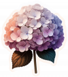 Hortensias 05