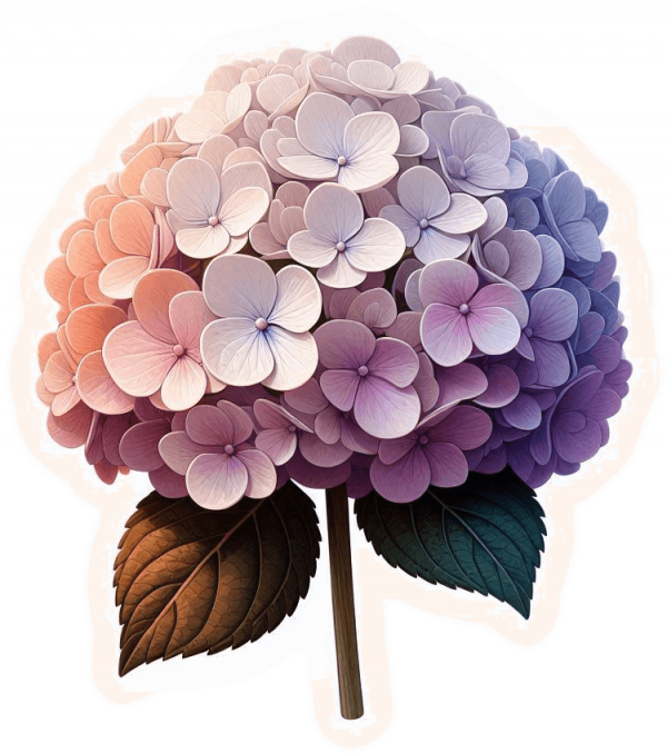 Hortensias 05