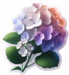 Hortensias 07