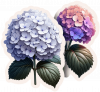 Hortensias 08