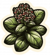 Oregano 01