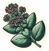 Oregano 03