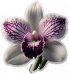 Oriquedea Dendrobium01