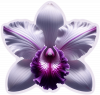 Oriquedea Dendrobium03