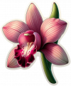 Oriquedea Dendrobium04