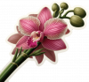 Oriquedea Dendrobium05