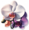 Orquídea 01
