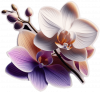 Orquídea 03