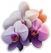 Orquídea 07
