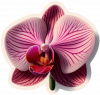 Orquidea Phaleanopsis01