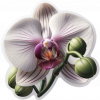 Orquidea Phaleanopsis02