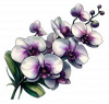 Orquideas Violetas Moradas 04 (8)