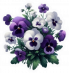 Pensamientos Blancos Y Violetas 01