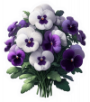 Pensamientos Blancos Y Violetas 02