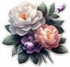 Peonia 05