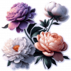 Peonia 07