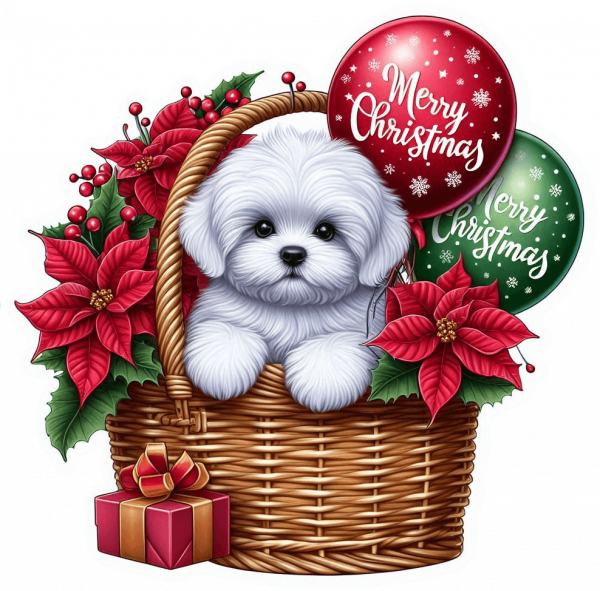 Perro Bichón Maltés En Cesta Y Feliz Navidad 02
