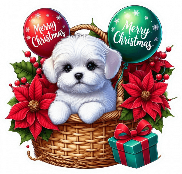 Perro Bichón Maltés En Cesta Y Feliz Navidad 03