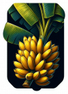 Platano En Rama 02
