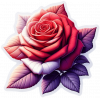Rosa 05