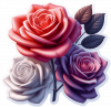 Rosa 06
