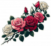 Rosas Blancas Rojas Rosadas 04