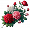 Rosas Blancas Rojas Rosadas 08