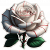 Rosas Blancas01