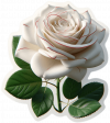 Rosas Blancas02