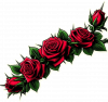 Rosas Rojas 12