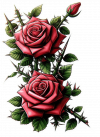 Rosas Rojas 17