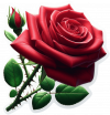 Rosas Rojas01