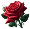 Rosas Rojas02