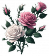 Rosas Rosadas Y Blancas 02
