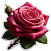 Rosas Rosadas02