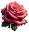 Rosas Rosadas03