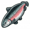 Salmon 01