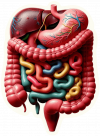 Sistema Digestivo Humano01