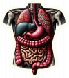 Sistema Digestivo Humano02