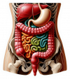 Sistema Digestivo Humano03