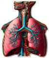 Sistema Respiratorio Humano01