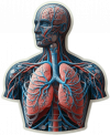 Sistema Respiratorio Humano02